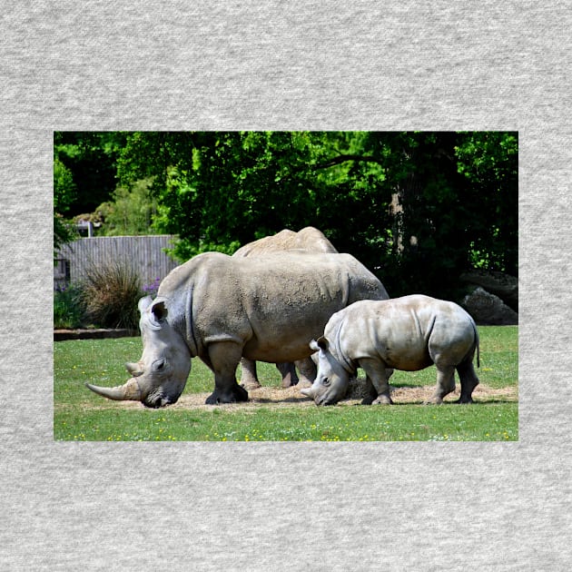 Southern White Rhino Rhinoceros by AndyEvansPhotos